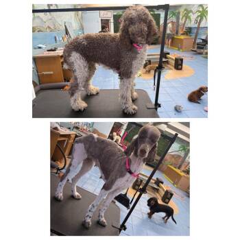 Zia -  Standard Poodle Dog for Adoption in Myrtle Beach, South Carolina - Zia | PetCurious