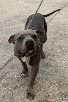 Blue -  Pit Bull Terrier Dog for Adoption in Sorrento, Louisiana - Blue | PetCurious