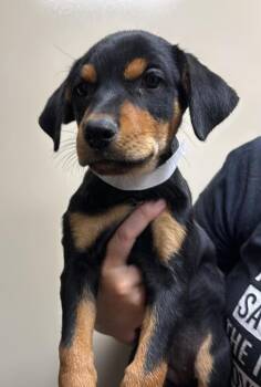 Found stray: Tulip -  Rottweiler and Labrador Retriever Dog for Adoption in Rockwall, Texas - Found Stray: Tulip | PetCurious