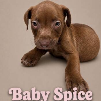 Baby Spice -  Labrador Retriever Dog for Adoption in Myrtle Beach, South Carolina - Baby Spice | PetCurious