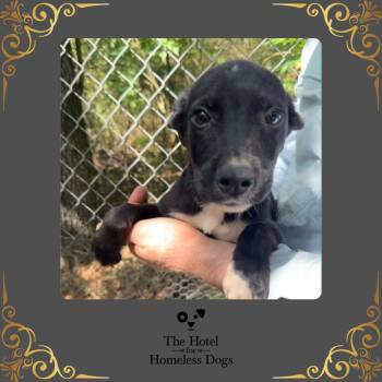 Rescue American Staffordshire Terrier and Terrier Dogs for Adoption in Cumberland, Rhode Island - Sven | PetCurious