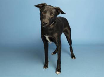 GREEN -  Husky and Pit Bull Terrier Dog for Adoption in Phoenix, Arizona - GREEN | PetCurious