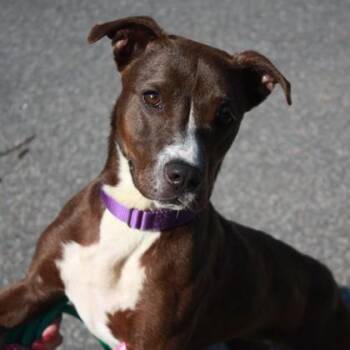 Pit Bull Terrier and Mixed Breed Dogs Available for Adoption in Richmond, Virginia - Gwen | PetCurious