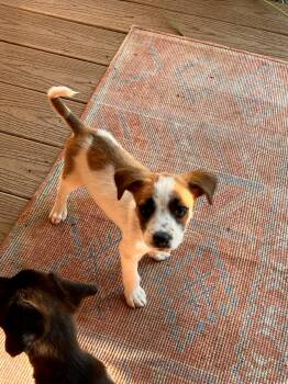 Brittany Spaniel and Corgi Dogs Available for Adoption in San Diego, California - Clarinet | PetCurious