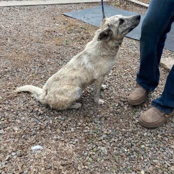 Patricia -  Mixed Breed Dog for Adoption in Stilwell, Oklahoma - Patricia | PetCurious