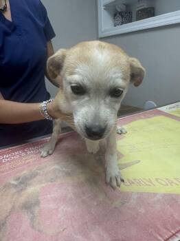 Twig -  Fox Terrier Dog for Adoption in Marietta, Georgia - Twig | PetCurious