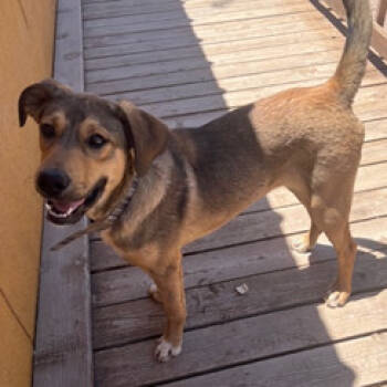 Rescue Mixed Breed Dogs for Adoption in Las Cruces, New Mexico - Toby | PetCurious