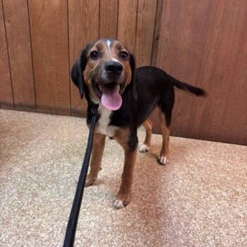 Toast -  Beagle and Mixed Breed Dog for Adoption in Kent, Washington - Toast | PetCurious