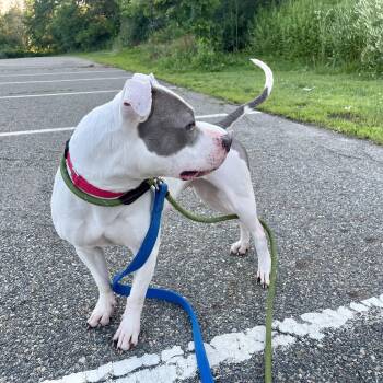 Lily -  American Bully Dog for Adoption in West Milford, New Jersey - Lily | PetCurious