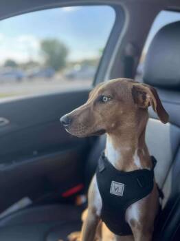 Rescue Terrier Dogs for Adoption in Fort Payne, Alabama - Nova | PetCurious