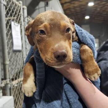 Labrador Retriever and Mixed Breed Dogs Available for Adoption in New York, New York - Lynn | PetCurious