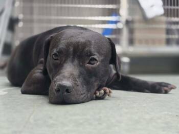 Mixed Breed Dogs Available for Adoption in Danielsville, Georgia - Swiss Roll | PetCurious