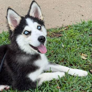 Siberian Husky Dogs Available for Adoption - Cappy | PetCurious