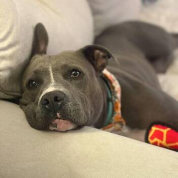 American Staffordshire Terrier and Pit Bull Terrier Dogs Available for Adoption in Friendswood, Texas - Maribella Made To Love Full Of Fun | PetCurious