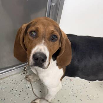 Norma Jean -  Beagle and Hound Dog for Adoption in Aldie, Virginia - Norma Jean | PetCurious