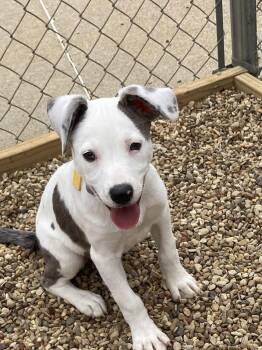 Terrier Dogs Available for Adoption in Euless, Texas - Fresca | PetCurious