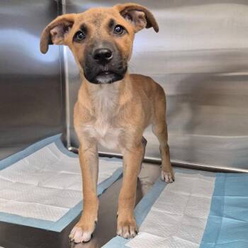 Shepherd Dogs Available for Adoption in Bastrop, Texas - Ahulani 26-05-141 | PetCurious