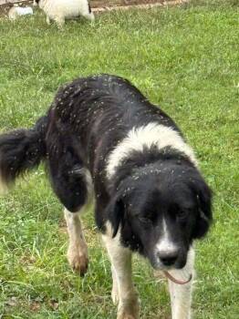 Candy Bars : Kit Kat -  Border Collie and Labrador Retriever Dog for Adoption in Aurora, Indiana - Candy Bars : Kit Kat | PetCurious