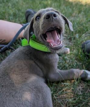 Blackberry Mojito -  Terrier and Cattle Dog Dog for Adoption in Fort Lupton, Colorado - Blackberry Mojito | PetCurious