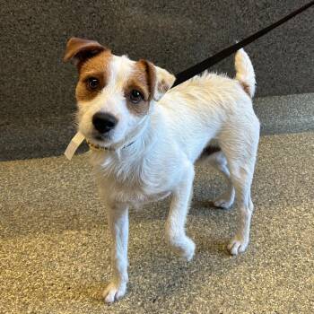 Cookie -  Jack Russell Terrier Dog for Adoption in San Gabriel, California - Cookie | PetCurious