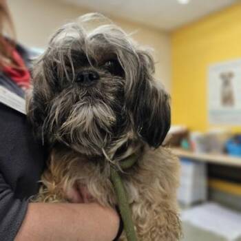 Millie -  Lhasa Apso and Mixed Breed Dog for Adoption in Kansas City, Missouri - Millie | PetCurious