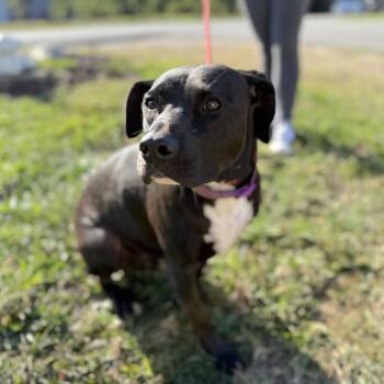 Rescue Pit Bull Terrier Dogs for Adoption in Columbia, South Carolina - Skibidi | PetCurious