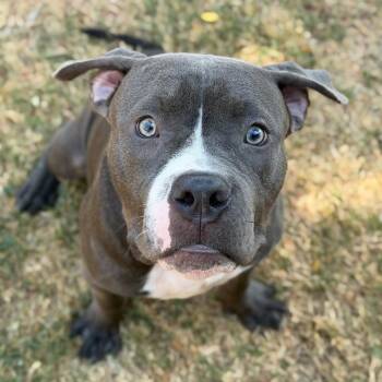 Chonks -  Terrier Dog for Adoption in Bloomfield, Connecticut - Chonks | PetCurious