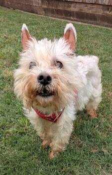 Braxton A218241 -  Miniature Schnauzer Dog for Adoption in Plano, Texas - Braxton A218241 | PetCurious
