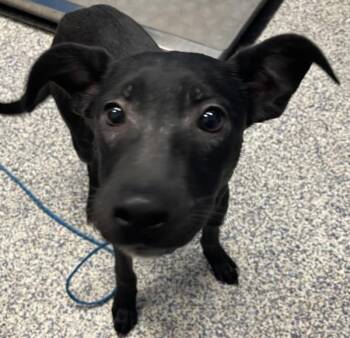 Jolene -  Pit Bull Terrier Dog for Adoption in Golden, Colorado - Jolene | PetCurious