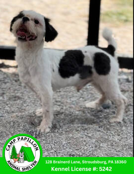 Rescue Shih Tzu Dogs for Adoption in Stroudsburg, Pennsylvania - Patchy The Pirate | PetCurious