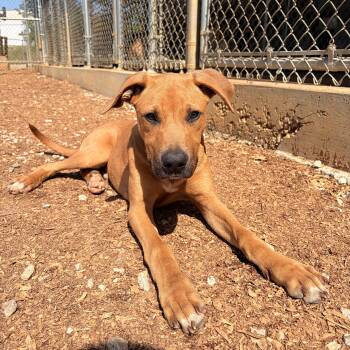 Mountain Cur Dogs Available for Adoption in Melbourne, Arkansas - Creed | PetCurious