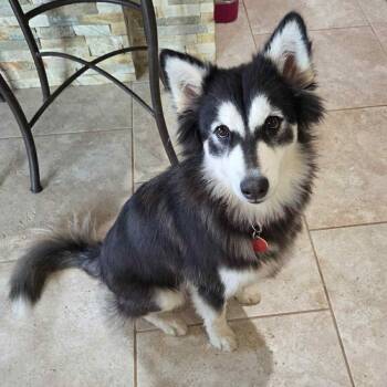 Husky Dogs Available for Adoption - Farrah | PetCurious
