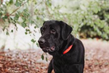 94410a Cole -  Labrador Retriever and Mixed Breed Dog for Adoption in North Charleston, South Carolina - 94410a Cole | PetCurious