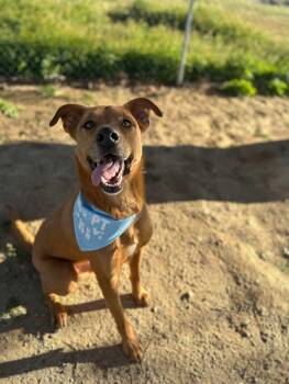 Shepherd and Labrador Retriever Dogs Available for Adoption - Scooby Doo | PetCurious