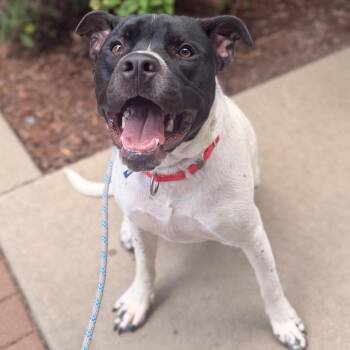 Charley -  Mixed Breed Dog for Adoption in Asheville, North Carolina - Charley | PetCurious
