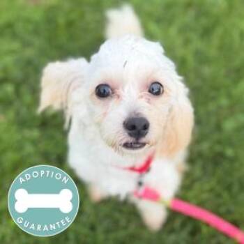 LeBlanc -  Mixed Breed Dog for Adoption in Janesville, Wisconsin - LeBlanc | PetCurious