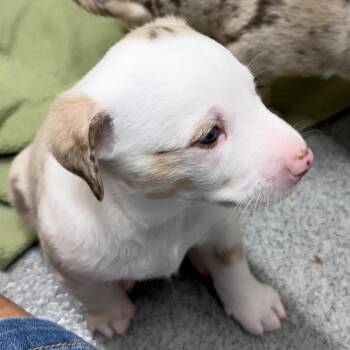 Vanilla Bean -  Mixed Breed Dog for Adoption in Kingman, Kansas - Vanilla Bean | PetCurious
