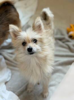 Prima -  Terrier Dog for Adoption in Columbia, Illinois - Prima | PetCurious