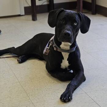 Beedle -  Black Labrador Retriever and Mixed Breed Dog for Adoption in Charlottesville, Virginia - Beedle | PetCurious