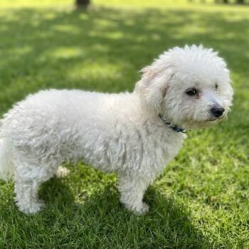 Handsome Boy -  Bichon Frise Dog for Adoption in Las Vegas, Nevada - Handsome Boy | PetCurious
