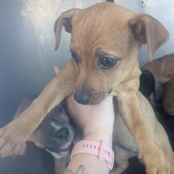 Terrier Dogs Available for Adoption - Caguas | PetCurious