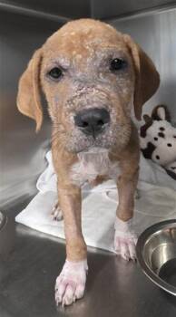 CURLY -  Labrador Retriever and Mixed Breed Dog for Adoption in Tallahassee, Florida - CURLY | PetCurious