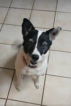 Australian Cattle Dog Blue Heeler Dogs Available for Adoption - Missy | PetCurious