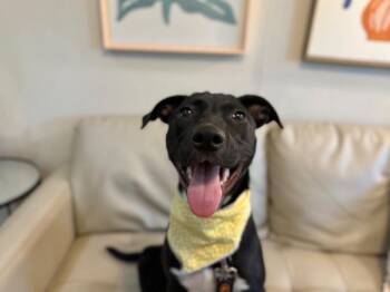 Lani Lovergirl -  Black Labrador Retriever and American Staffordshire Terrier Dog for Adoption in Friendswood, Texas - Lani Lovergirl | PetCurious