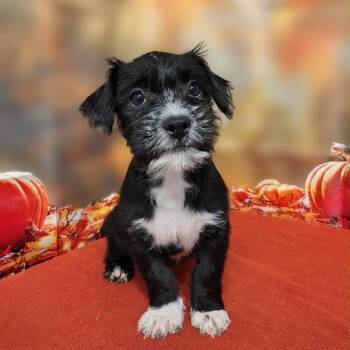 Emberly -  Poodle and Mixed Breed Dog for Adoption in Griswold, Connecticut - Emberly | PetCurious