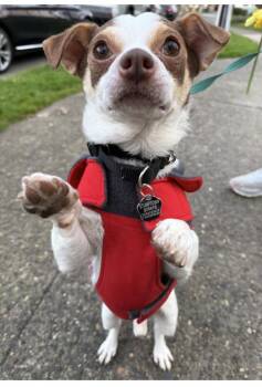 Chihuahua Dogs Available for Adoption - Scooter | PetCurious