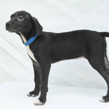 Kylie -  Black Labrador Retriever and Mixed Breed Dog for Adoption in South Elgin, Illinois - Kylie | PetCurious
