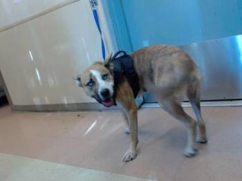 Rescue Australian Shepherd and Mixed Breed Dogs for Adoption in San Jose, California - BEETLE | PetCurious