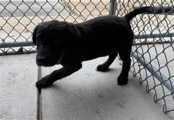 JUICE -  Labrador Retriever and Mixed Breed Dog for Adoption in Peoria, Illinois - JUICE | PetCurious