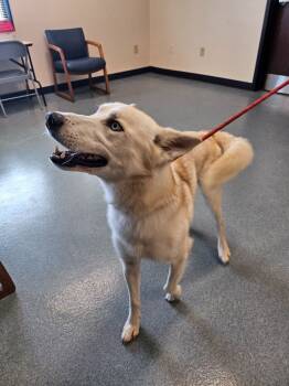 Rescue Husky Dogs for Adoption in Portland, Indiana - Ash | PetCurious